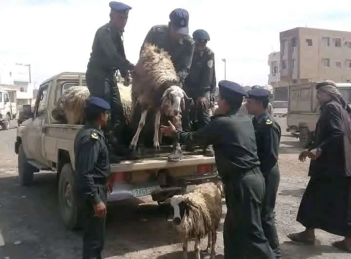 الحوثيون يصادرون أضاحي لنازحين في مأرب بعد احتجاز ناقليها بعمران
